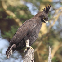 Long-crested Eagle